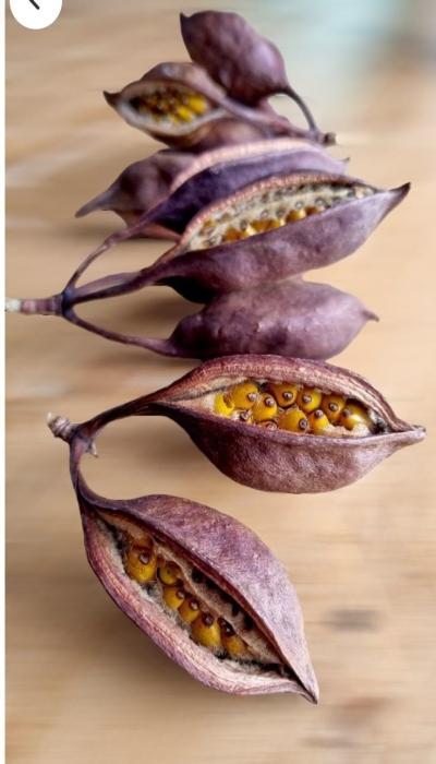 A Display of Dried Seed Pods: A Fusion of Nature's Art and Science