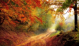 Autumn Landscape: A Forest Road Bathed in Fall Colors