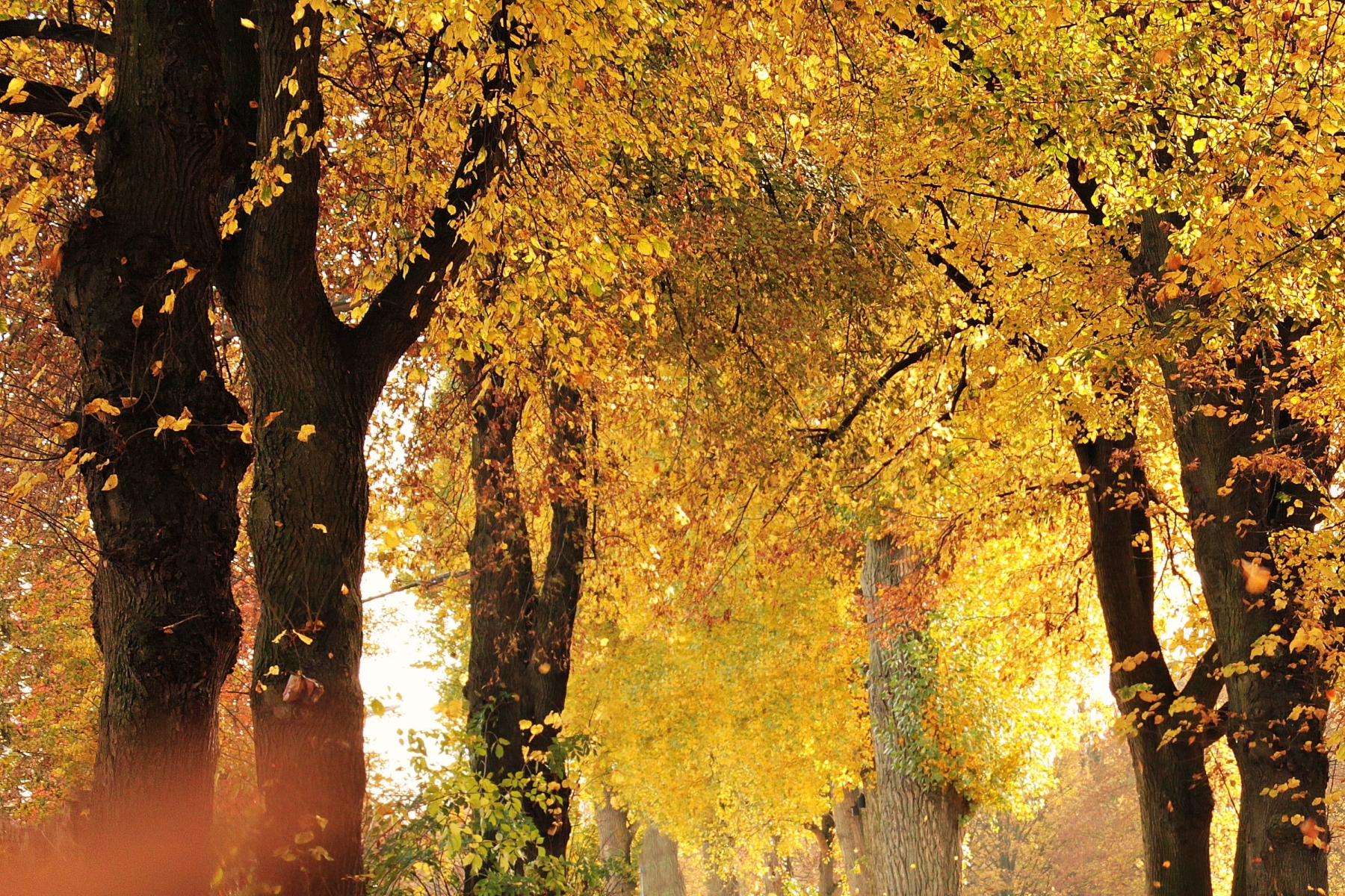 Autumn Mood: An Outdoor Avenue Adorned with Fall Leaves
