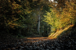 Autumnal Beauty: A Forest Path Illuminated by Fall Foliage