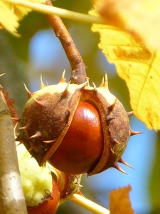 Autumn's Gift: The Intricate Beauty of a Seed Pod