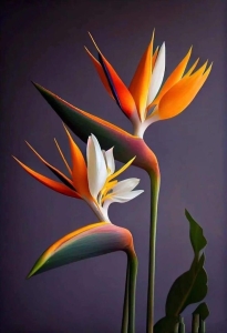 Bird of Paradise: The Vibrant Exotic Bloom