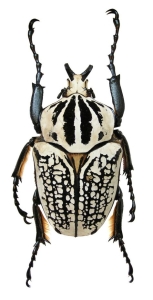 Black and White Scarab Beetle: Nature's Artistic Patterns