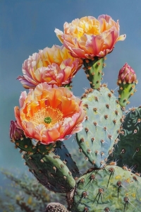 Blossoming Prickly Pear Cactus against a Clear Blue Sky