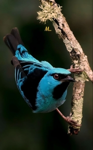 Blue Feathered Majesty: A Glimpse into the Life of a Vibrant Bird