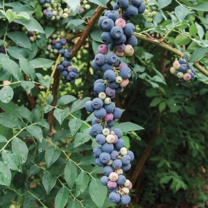 Blueberry Bounty: Nature's Juicy Gems