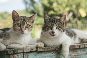 Captivating Gaze of Two Brown Tabby Cats in Makrakomi, Greece
