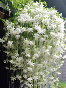 Cascading White Flowers: A Lush Display of Natural Beauty