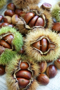 Chestnut Season: A Deep Dive into the Lifecycle of Chestnuts
