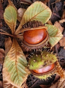 Chestnuts' Journey: From Spiky Husks to Shiny Treasures