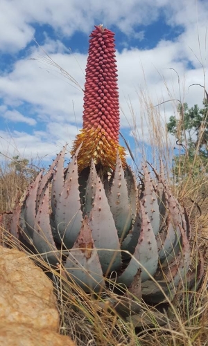 Dance of the Agave: A Vivid Display of Nature's Beauty