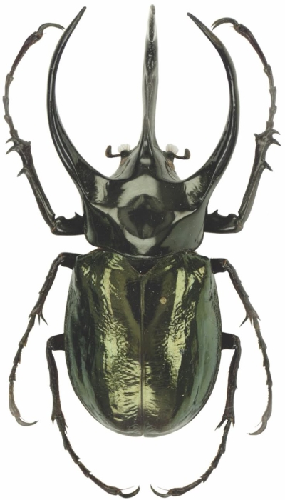 Dazzling Display of Nature: The Unique Beetle Species