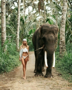 Discovering Nature's Companionship: A Walk with an Elephant in the Jungle