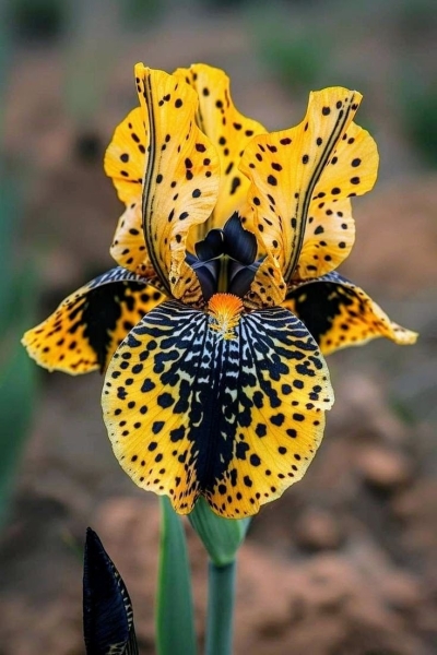Discovering the Exquisite Beauty of Spotted Yellow Orchids