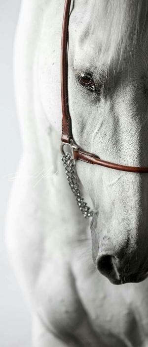Equestrian Elegance: A Close-Up of a White Horse with Bridle