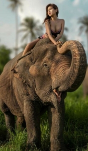 Exploring Nature's Majesty: An Elephant Adventure in the Tropics