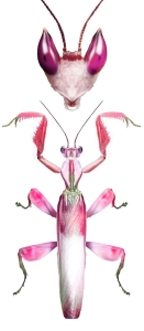 Exploring the Intricate Life Cycle of the Majestic Mantis