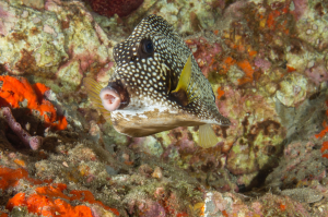 Exploring the Underwater World: A Close Encounter with a Smooth Trunkfish