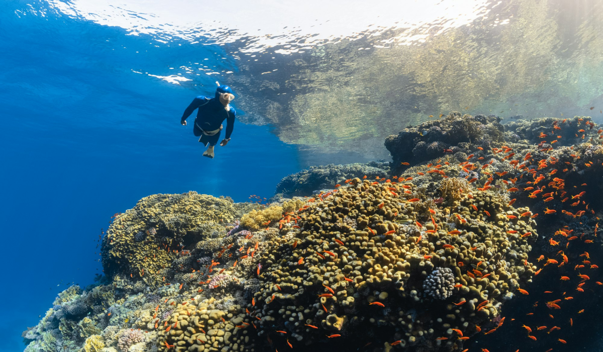 Exploring the Vibrant Underwater Paradise off the Islands of NEOM, Saudi Arabia