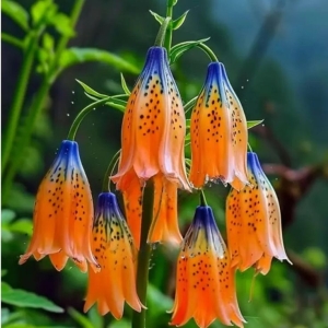Exquisite Orange Bell-Shaped Flowers: Nature's Colorful Symphony