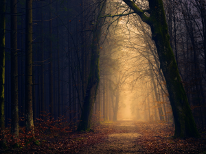 Golden forest pathway