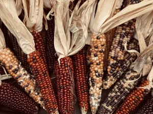 Harvested Corn Varieties in Fall: Colorful and Traditional