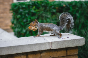 Humorous Campus Encounter: Squirrel Enjoying Chicken Wing in Roehampton, London