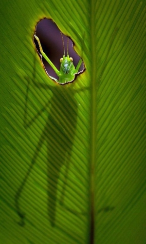 Insects in the Shadows: Unseen Drama on a Leaf