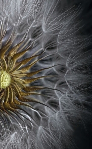 Intricate Beauty: A Detailed Exploration of a Blooming Flower