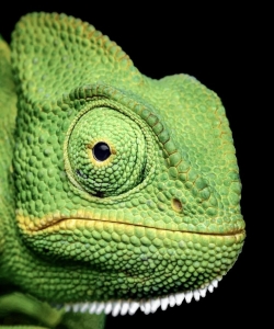 Intricate Beauty of the Green Chameleon: A Close-Up Exploration