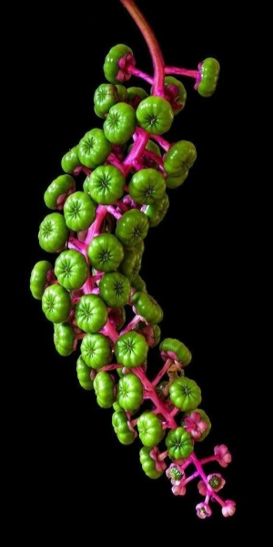 Intricate Details of a Unique Plant's Fruiting Structure