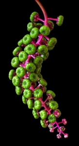 Intricate Details of a Unique Plant's Fruiting Structure