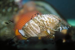 Jigsaw Puzzles with an Intricate Reef Fish: The Grunt Sculpin
