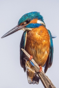 Kingfisher: The Vibrant Bird with a Long Beak