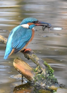 Kingfisher's Catch: Vibrant Display of Nature's Splendor