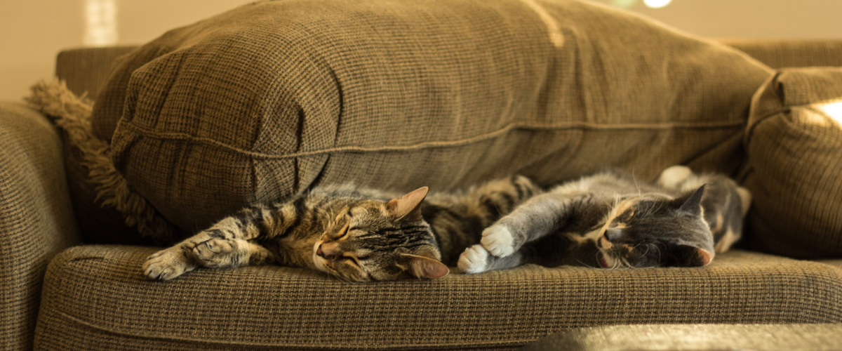 Lazy Days: Cats Snoozing on a Brown Couch in British Columbia