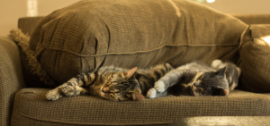 Lazy Days: Cats Snoozing on a Brown Couch in British Columbia
