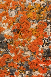 Lichen Landscape: A Tapestry of Nature's Artistry
