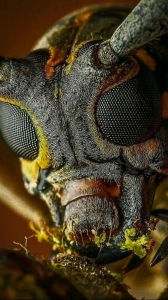 Macro World: Unveiling the Intricate Details of Insect Anatomy