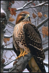 Majestic Hawk: A Winter Encounter