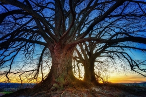 Majestic Trees Silhouetted Against a Vibrant Sunset: A Nature's Masterpiece