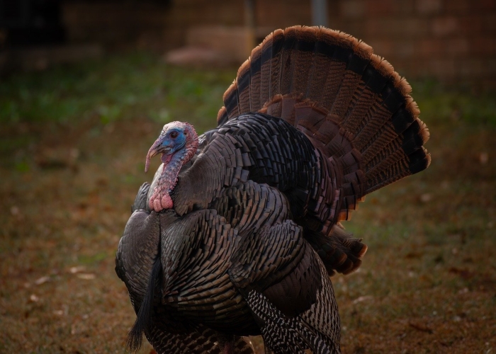 Marvelous Display of Turkey Bird Feathers