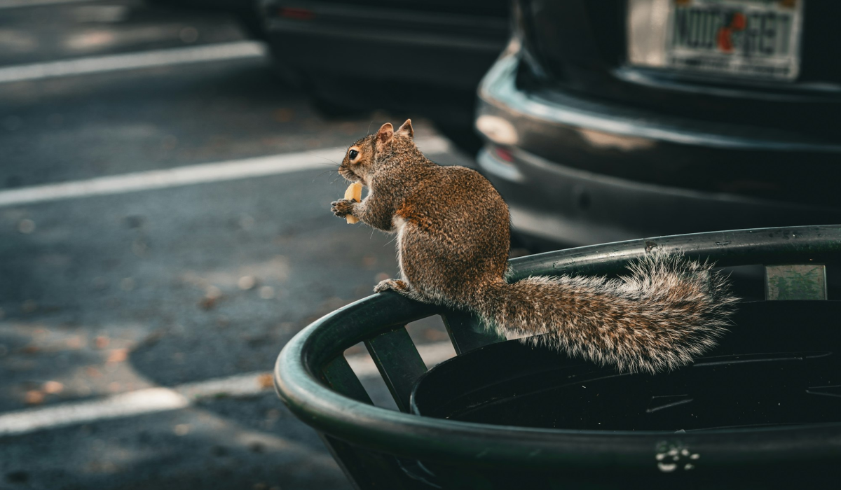 Miami Squirrel: A Glimpse into Urban Wildlife