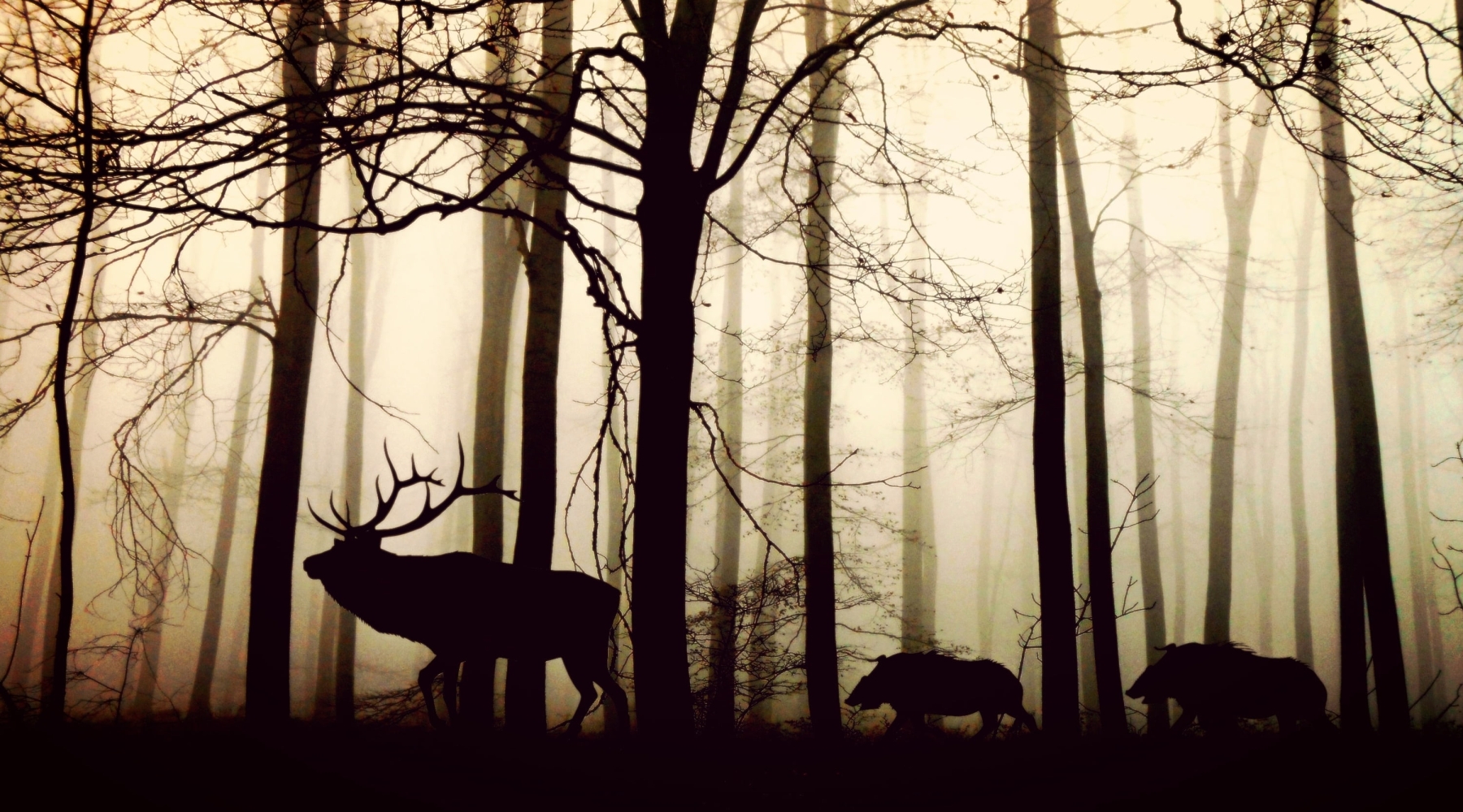 Misty Forest Encounter: Hirsch and Wild Boars in Nature