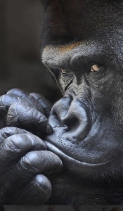 Musing Gorilla: A Close-Up Encounter