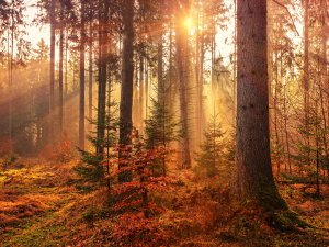 Mystery Forest Light