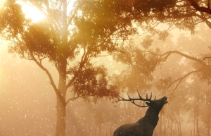 Mystic Morning: A Wild Hirsch in Nature's Spotlight Amidst Forest and Meadow