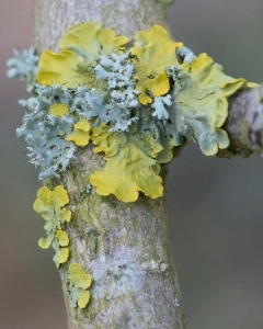 Nature's Canvas: The Vibrant World of Tree Lichens