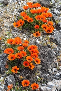 Nature's Resilience: Orange Blooms Amidst Rocky Terrain