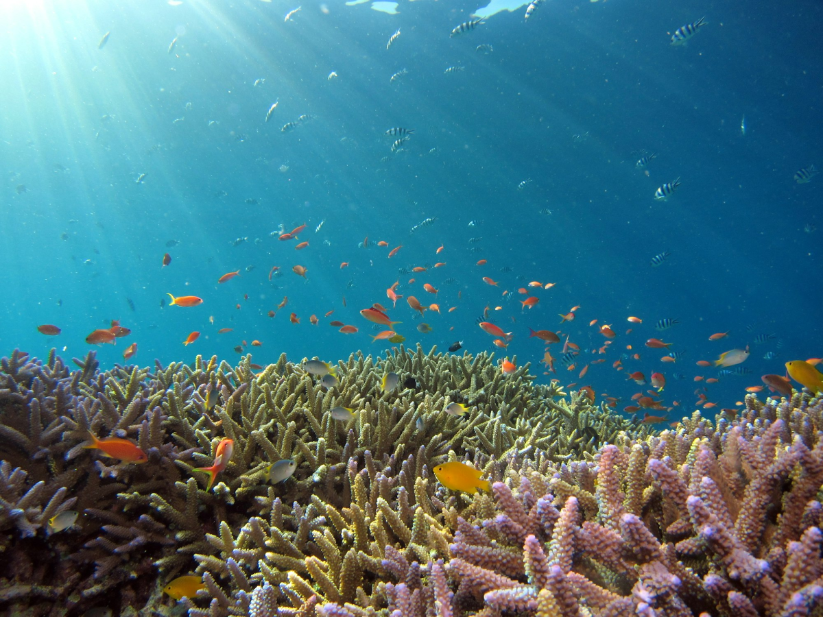 Okinawa's Underwater Kaleidoscope: A Jigsaw Puzzle Challenge